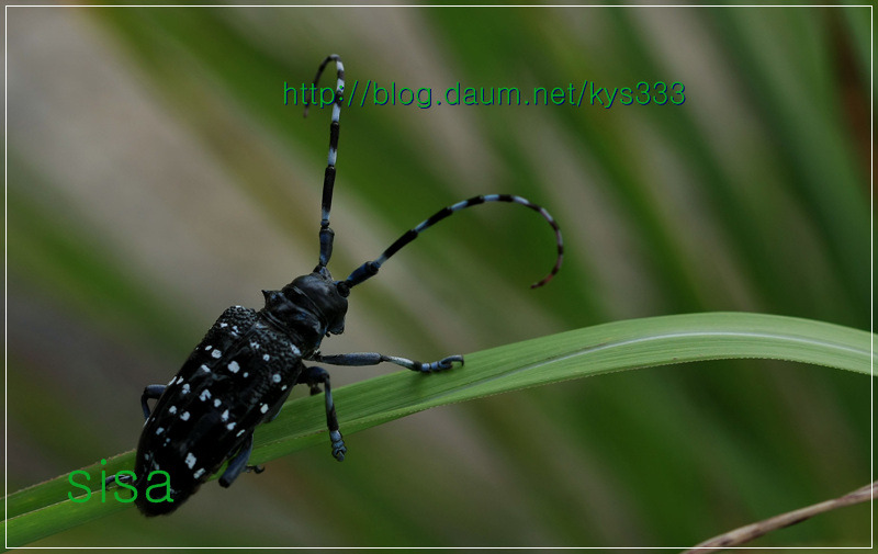 알락하늘소...2011. 7월.