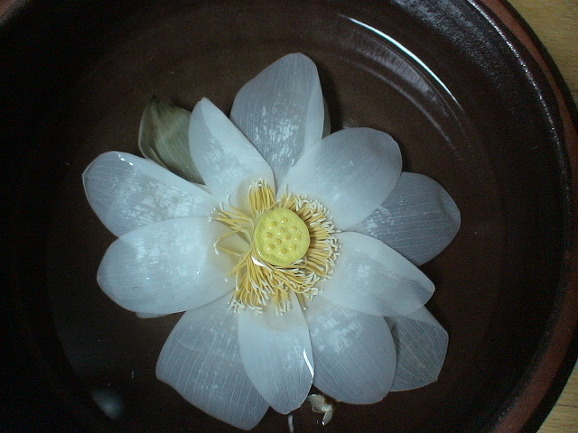 ������ �̹���