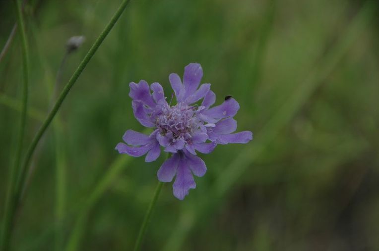 솔체