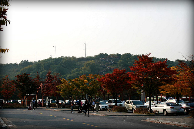  하늘공원 억새 