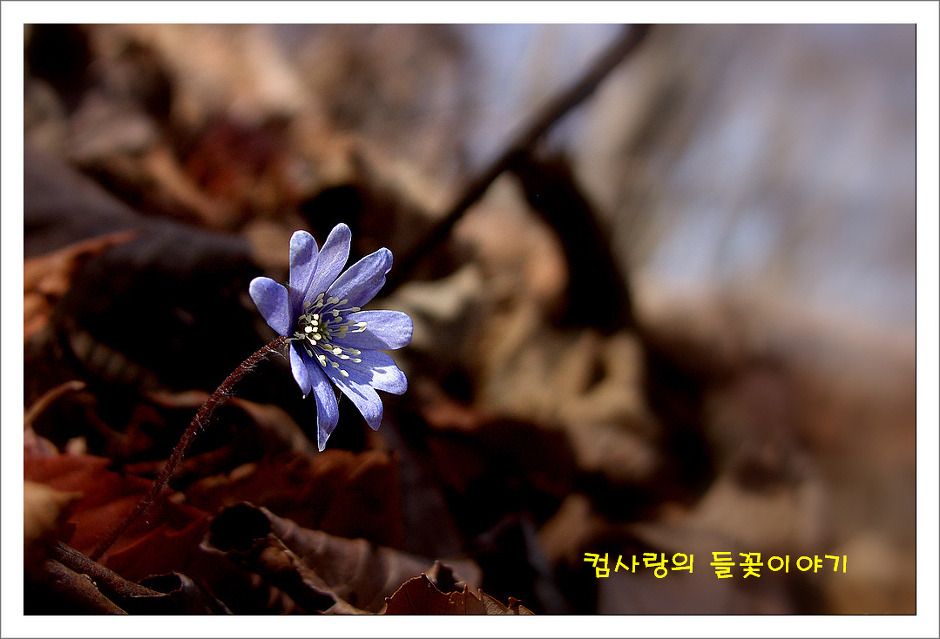  청노루귀 