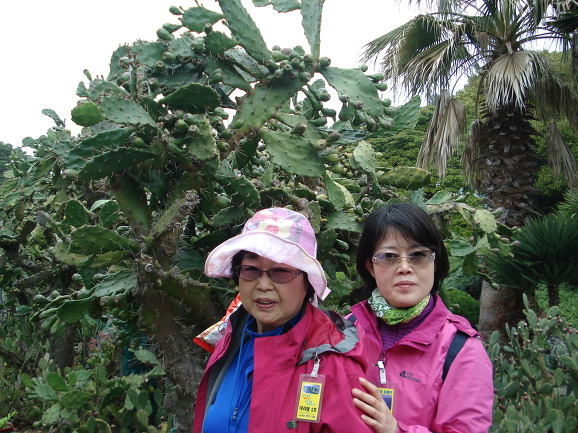 외도[열대식물]