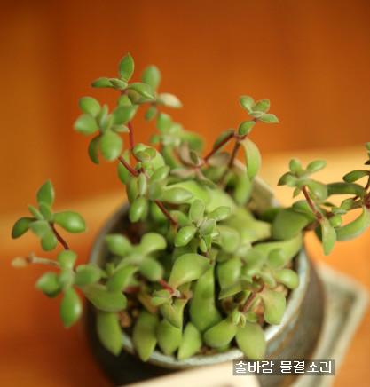 다육식물도 햇빛, 물, 사랑이 삼박자가 맞아야 잘 산다..