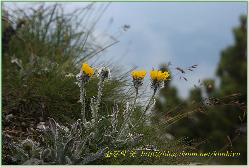 Hieracium piliferum-한강의 꽃