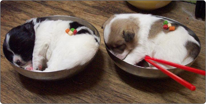 복이 이미지