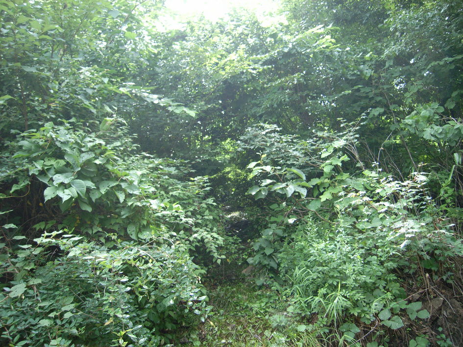 산행_김천 수도산