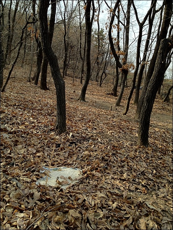 나만의 그 곳에서 만난 작은 새 어치...