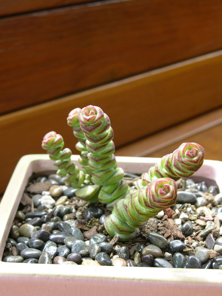 다육식물 재배법