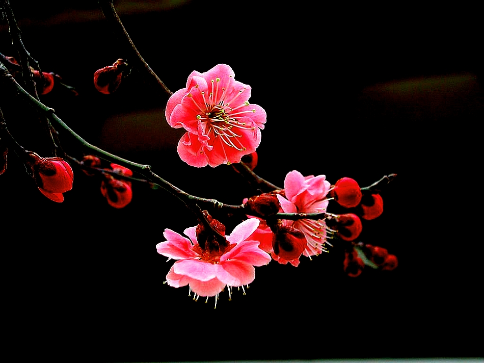 春姬﻿