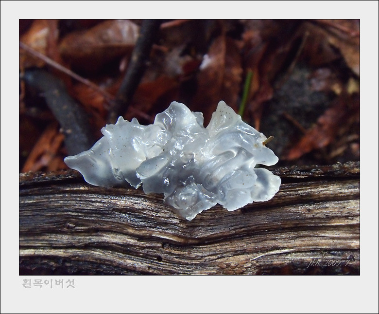 비슬산자연휴양림 이미지
