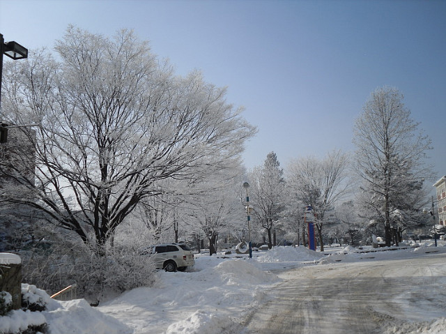 2010년 1월 6일 상고대가 활짝 핀 한림대학교