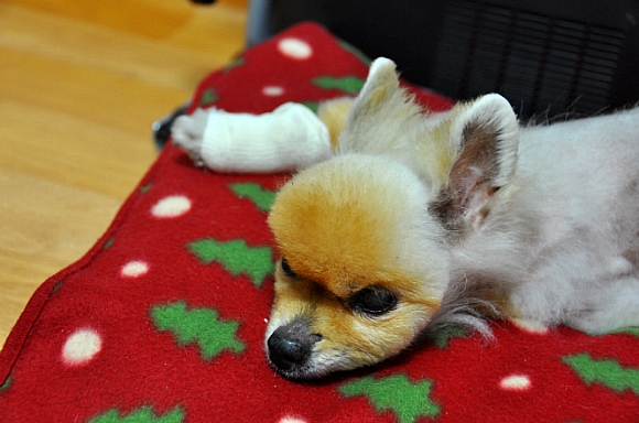 공주야....참 많이 보고싶다..