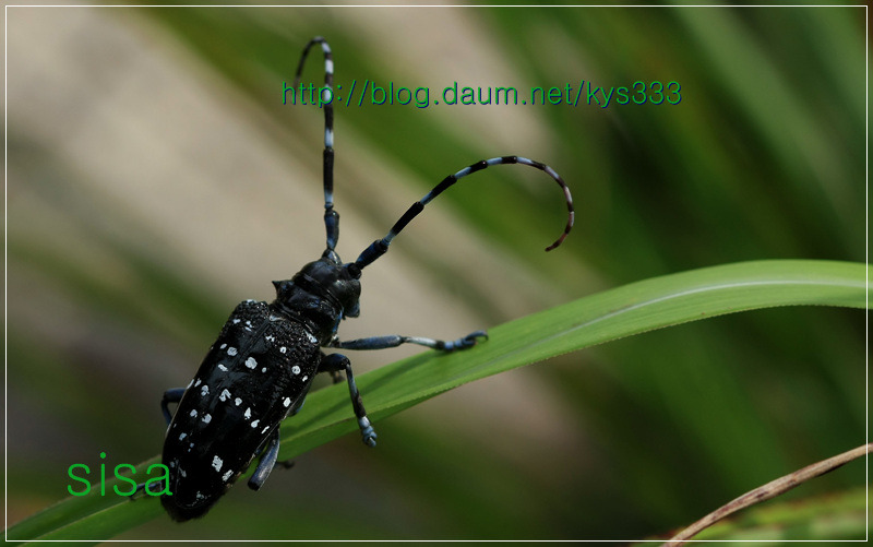 알락하늘소...2011. 7월.