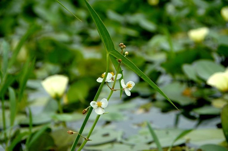 보풀