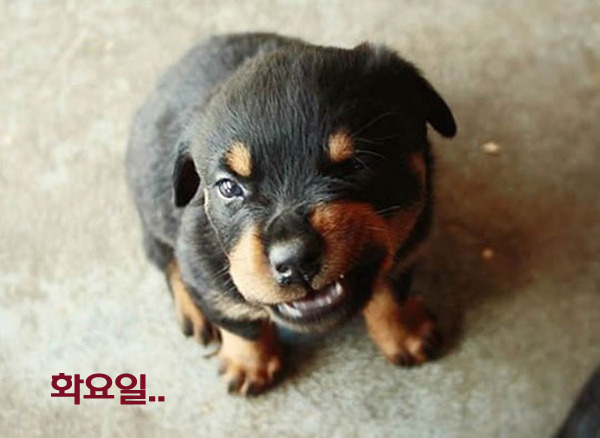 복 이미지