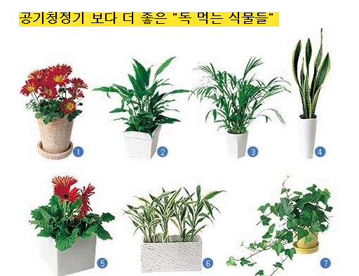 공기청정기 보다 더 좋은 "독 먹는 식물들"