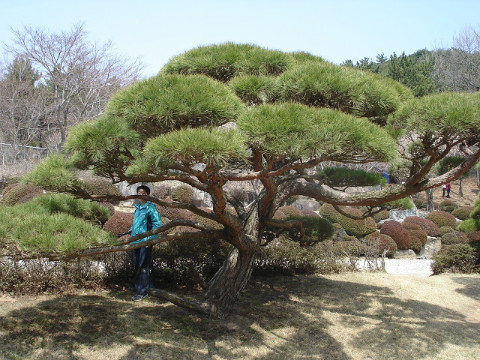  명품 소나무