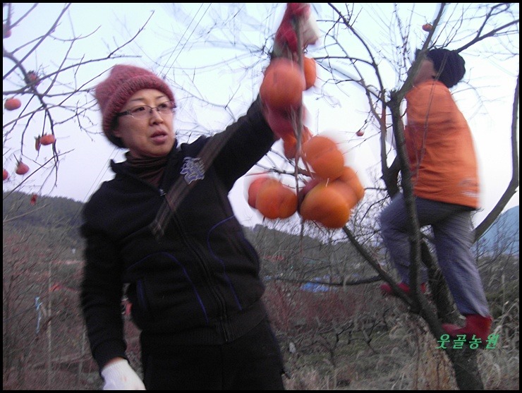  홍시는 지금이 제일로 맛 ... 