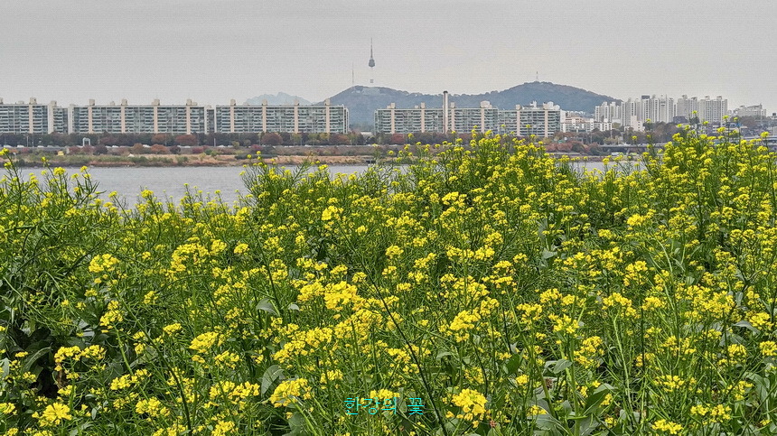유채꽃
