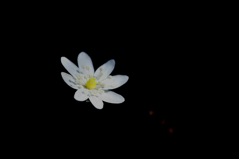 오블리제 이미지