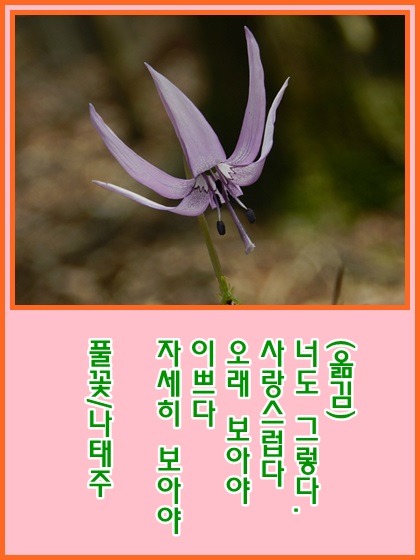 풀꽃