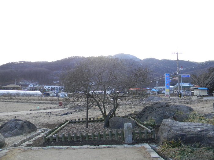 강화도 사기리 탱자나무 