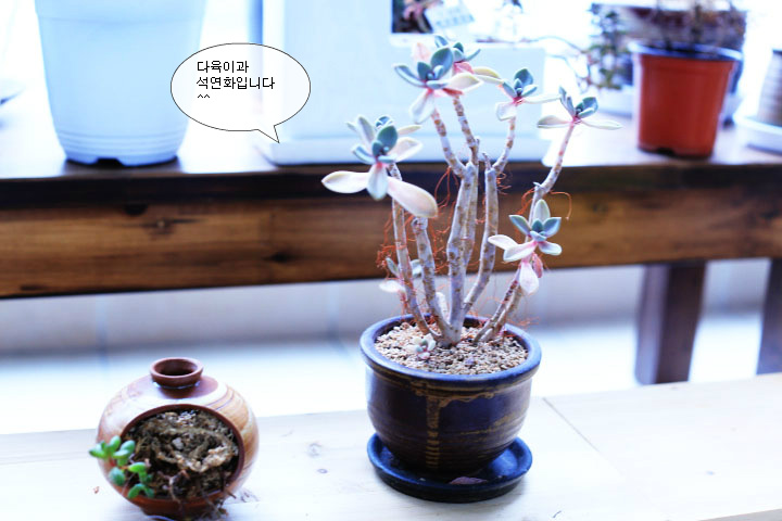 그림을 그리며 나만의 정원 만들기