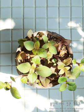 [봄맞이 화초가꾸기]이맘때 놓치기 쉬운 소소한 가드닝 정보