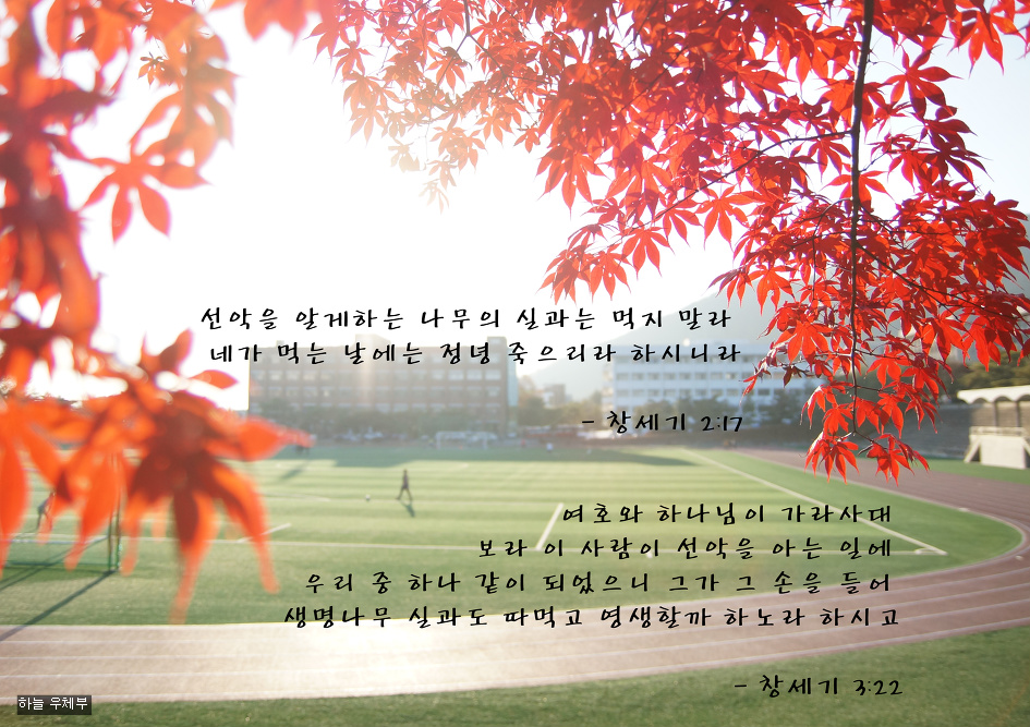 생명나무 이미지