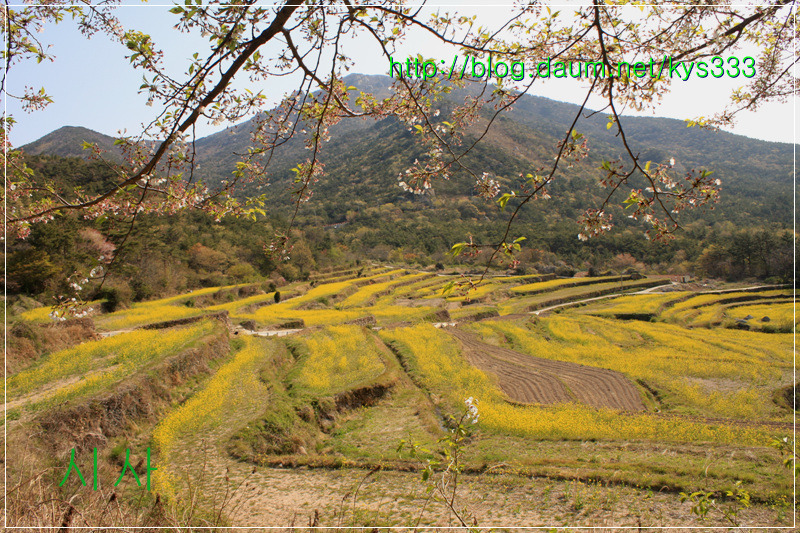 남해 창선대교 삼천포대교 유채꽃...2013년 4월 