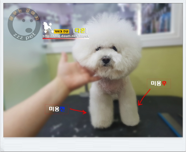 대전 비숑미용 _ 퍼펙트해!