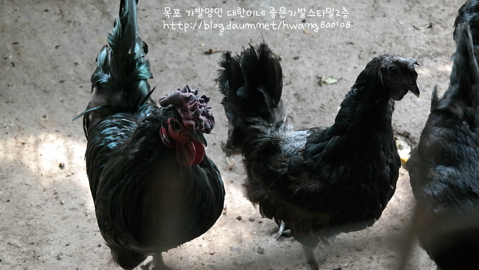 시골집 오골계 알 구경함