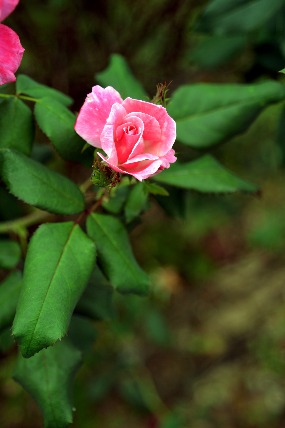 Rose- Git