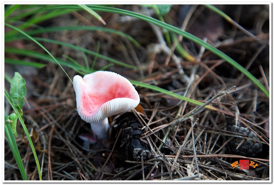 [수원무당버섯] 수원무당버섯은 둥근산 모양에서 차차 편평하게 되고 가운데가 깔때기모양으로 된다 / 토함