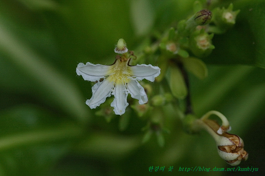 Scaevola Taccada-한강의 꽃