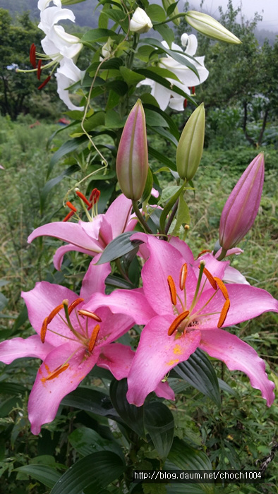 나의 살던 고향은 지금 ... 여름꽃 만발 