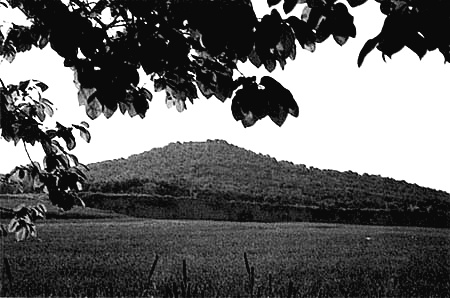 황분