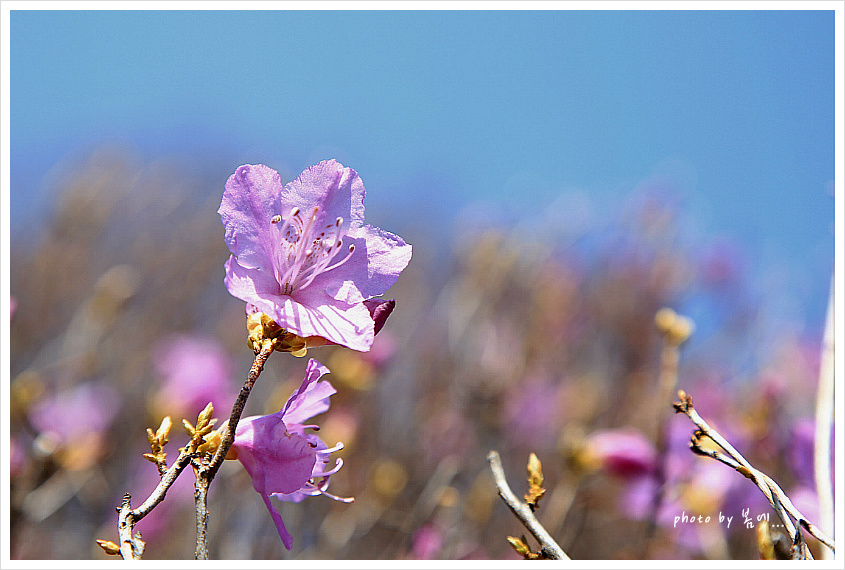 분당 증앙공원의 봄날... 2019, 03, 26