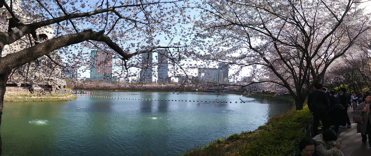 석촌 벗꽃 축제