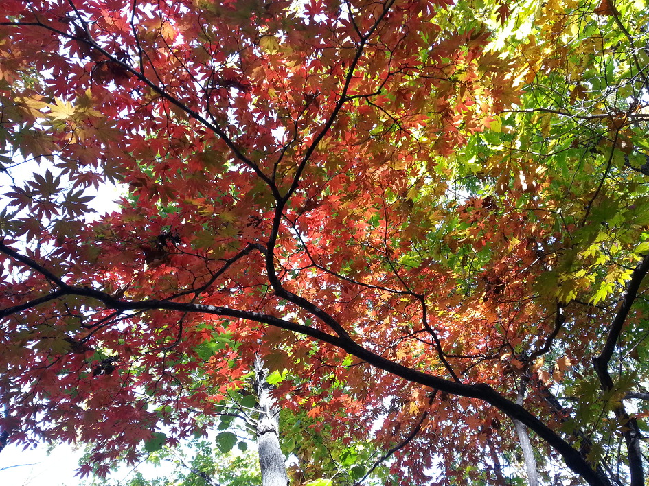 가을을 만져보려... 단풍속으로 등산