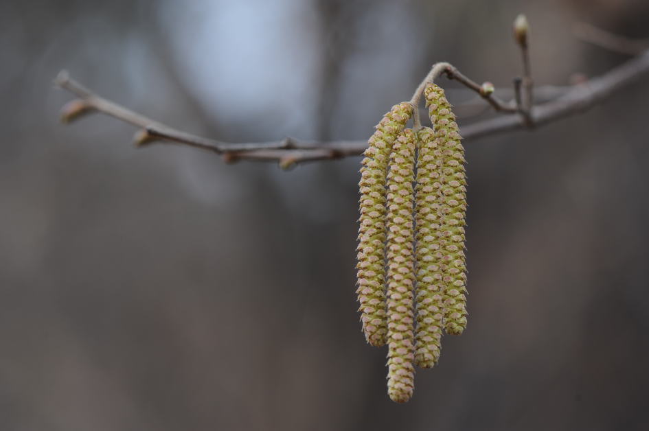 개암나무 Asian Hazel