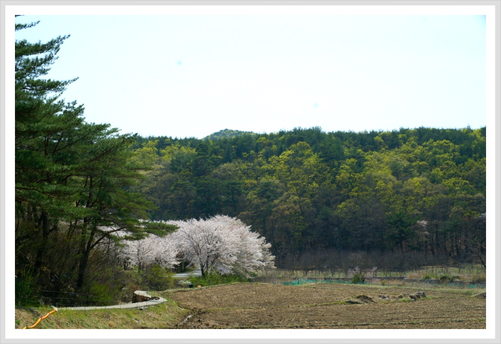 수채화 풍경 복사꽃이 핀 풍경