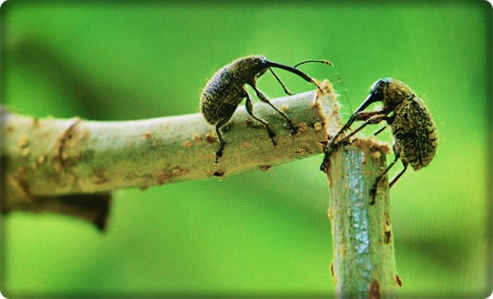 산보 이미지