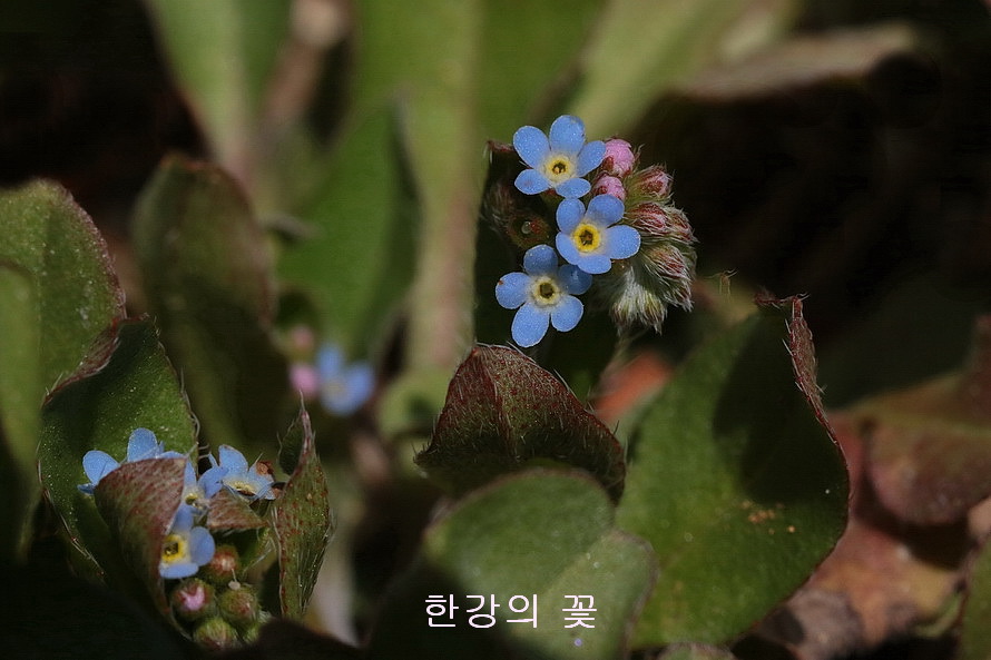 꽃마리