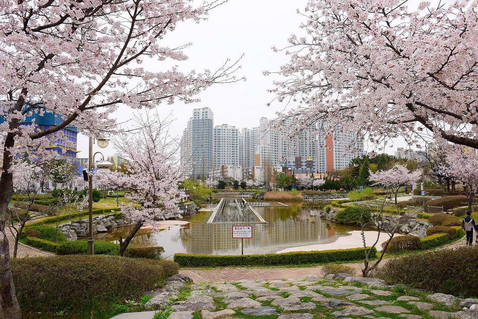 주황색 명자화