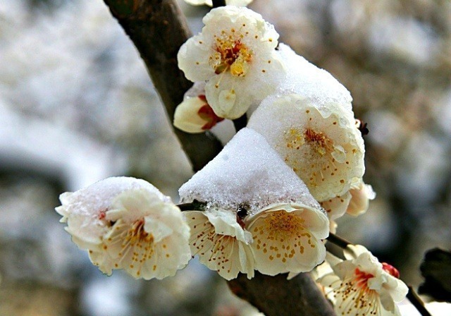 雪中梅