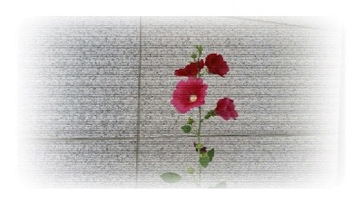 이미지 자료