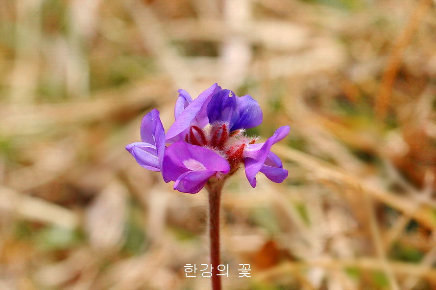 애기자운(털새동부)