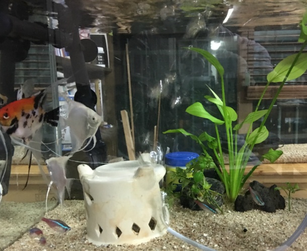 [취미] 열대어 어항 관리법