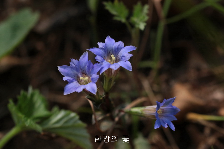 구슬붕이